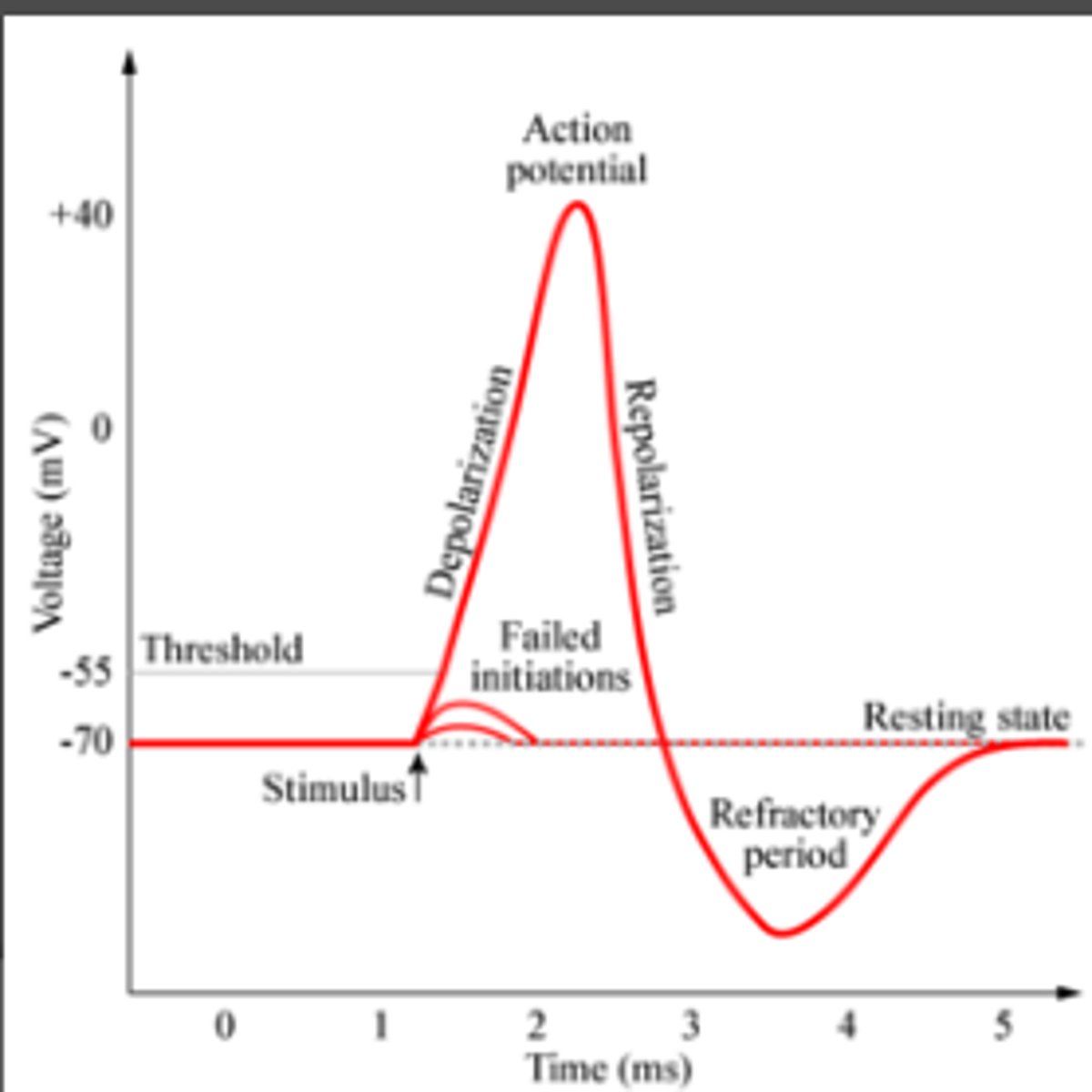 <p>1. All or none magnitude (non-variable)</p><p>2. Does not dissipate with distance</p><p>4. Depolarization (inside becomes more +)</p><p>5. Repolarization (inside returns to more -)</p><p>6. Hyperpolarization (below -70mV resting potential)</p>