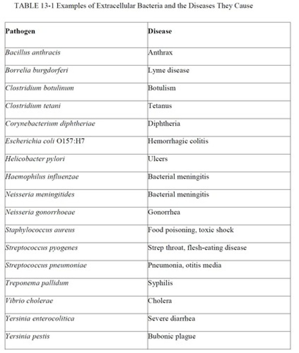 <p>Extracellular bacteria, intracellular bacteria, viruses, parasites, fungi, and prions.</p>