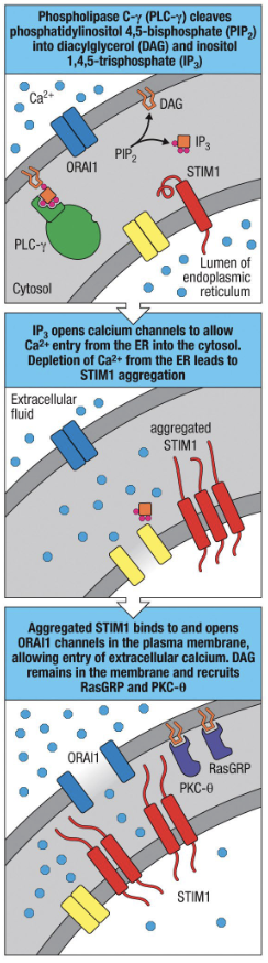 1. PLC-γ is activated and cleaves PIP2 to make DAG and IP3
2. IP3 diffuses into cytosol and binds to IP3 receptors on ER
3. These receptors are Ca channels so the binding stimulates the to open and release Ca into the cytosol
4. Low Ca in the ER induces STIM1 which binds to ORAI1 on plasma membrane
5. ORAI1 is Ca channel and opens to let Ca in from extracellular. The influx of Ca activates signaling pathway and replenishes ER ER Ca