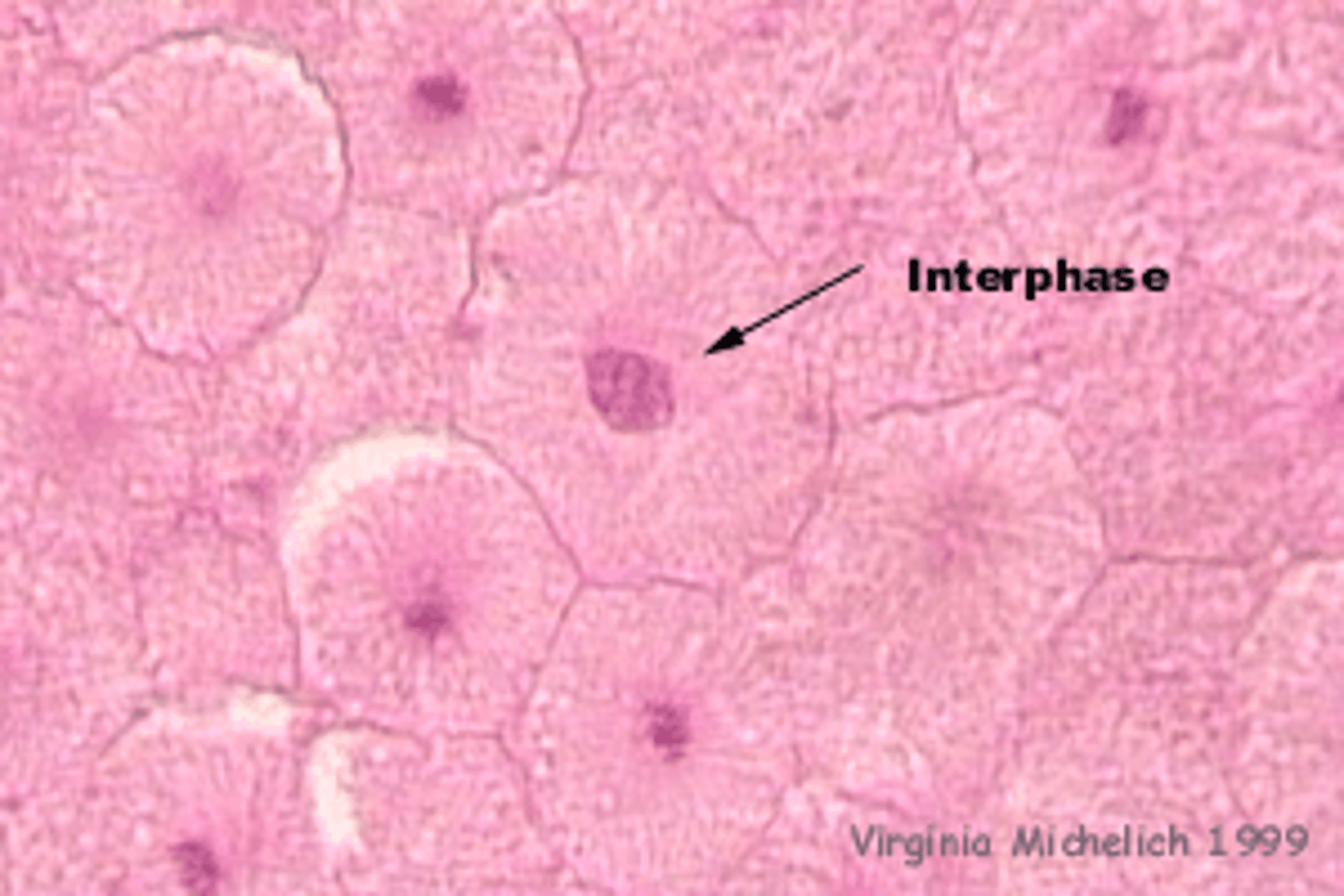 <p>nucleus is starting to dissolve</p>