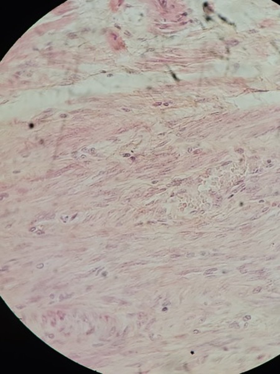<p>Identify Tissue Type</p>