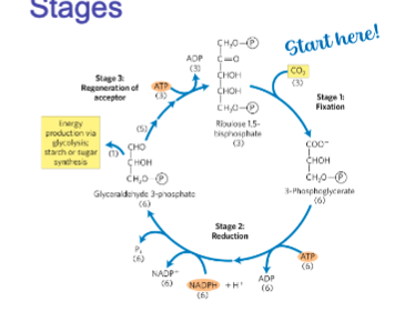 * 13 enzymes in the pathway
* Occurs in the stroma of chloroplasts
* 3 stages: fixation, reduction, and acceptor regeneration