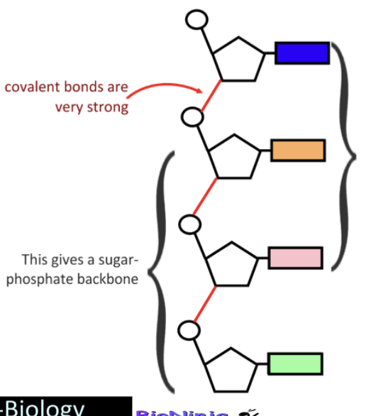 <p>Nucleotides a linked into a single strand via a condensation reaction</p><p>bonds are formed between the phosphate of one nucleotide and the pentose sugar of the next</p><p>The phosphate group (attached to the 5'-C of the sugar) joins with the hydroxyl (OH) group attached to the 3'-C of the sugar</p><p>This results in a covelant bond (phosphodiester bond) between the two nucleotides and the formation of a water molecule</p><p>Successive condensation reactions between nucleotides results in the formation of a long single strand</p><p></p>