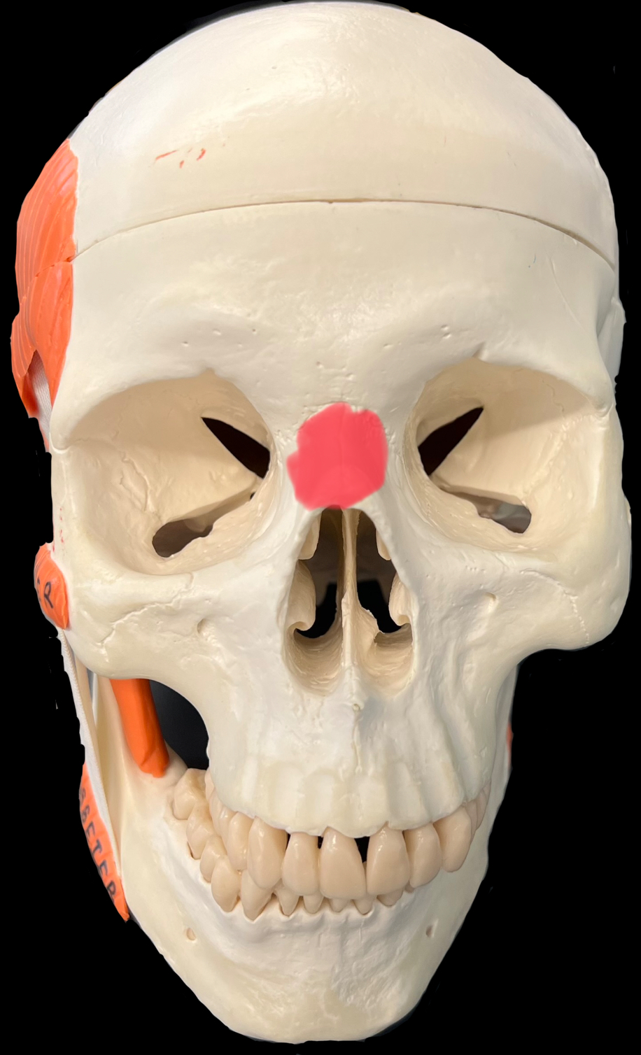 What is highlighted in red?