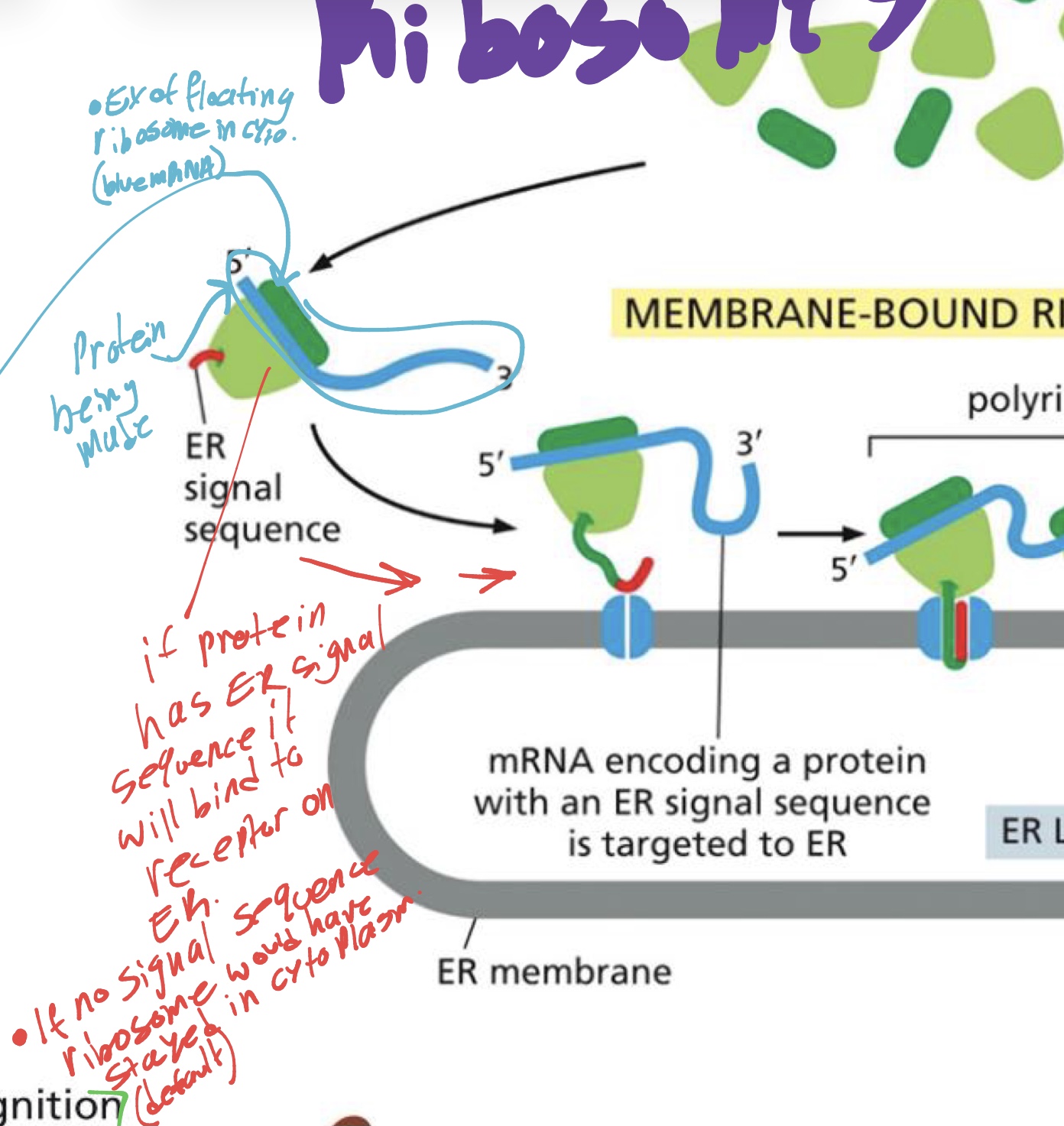 <p>the ribosome it is being made out of (if protein is still being made, it could already be formed it depends) </p><p></p>