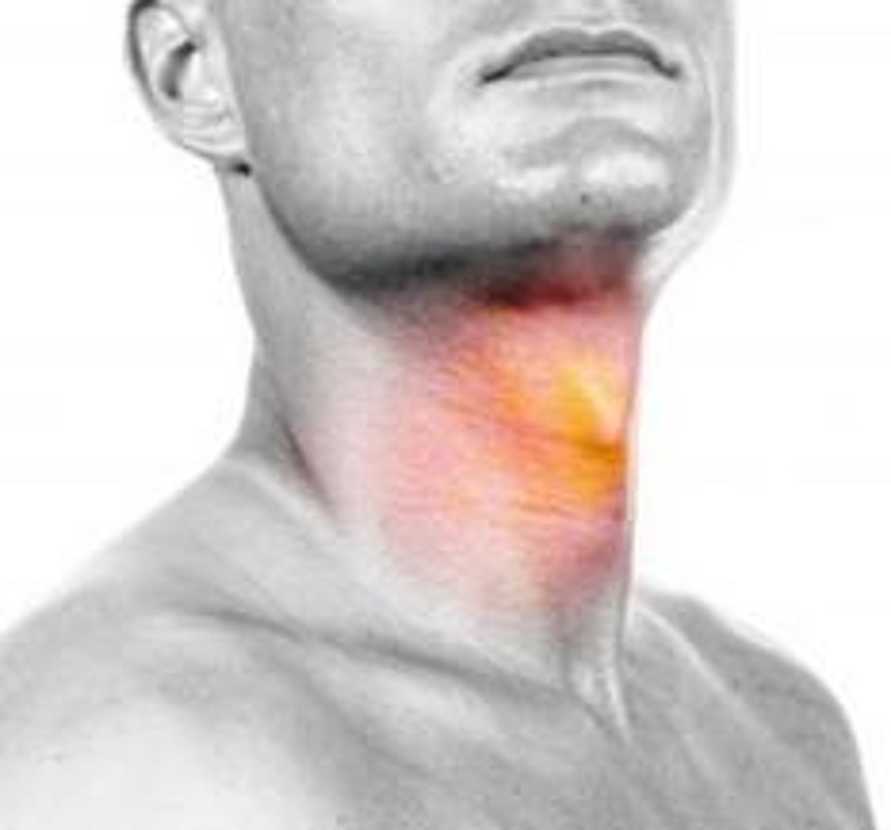 <p>throat</p>