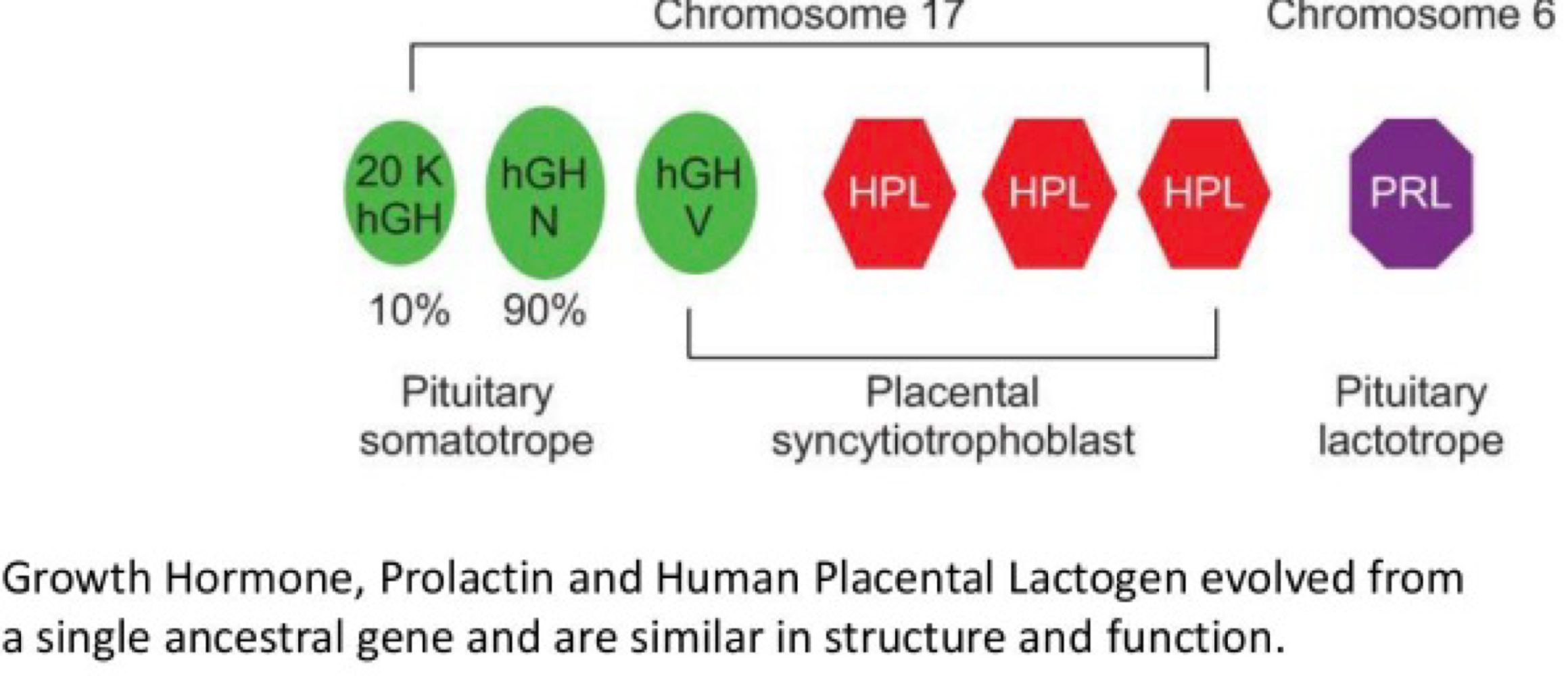 <p>lactotrope&nbsp;</p>