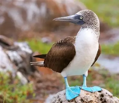<p>Blue-footed Booby </p><ul><li><p>most commonly seen of the three species </p><ul><li><p>nest and feed near the shoreline</p></li></ul></li><li><p>females have a much larger eye pupils than the males</p></li><li><p>courtship dance</p><ul><li><p>male starts “sky-pointing”</p></li><li><p>female notices him, they approach each other</p></li><li><p>males raise its feet alternately, like showing off</p></li><li><p>more sky-pointing follows by both male and female</p></li><li><p>then mating</p></li></ul></li><li><p>1-3 eggs are laid on bare ground; 3-5 days apart</p><ul><li><p>nest surrounded by a ring of guano (poop and urine) - represents boundary of the nest</p></li><li><p>facultative silicide - kicking other siblings out </p></li></ul></li><li><p>males take on fishing duties while chicks are in the nest, later both male and females will do the fishing</p></li><li><p>predators of the chicks when small include hawks and owls</p></li><li><p>maintains hemostasis by releasing salt through beak/nose</p></li></ul><p></p>