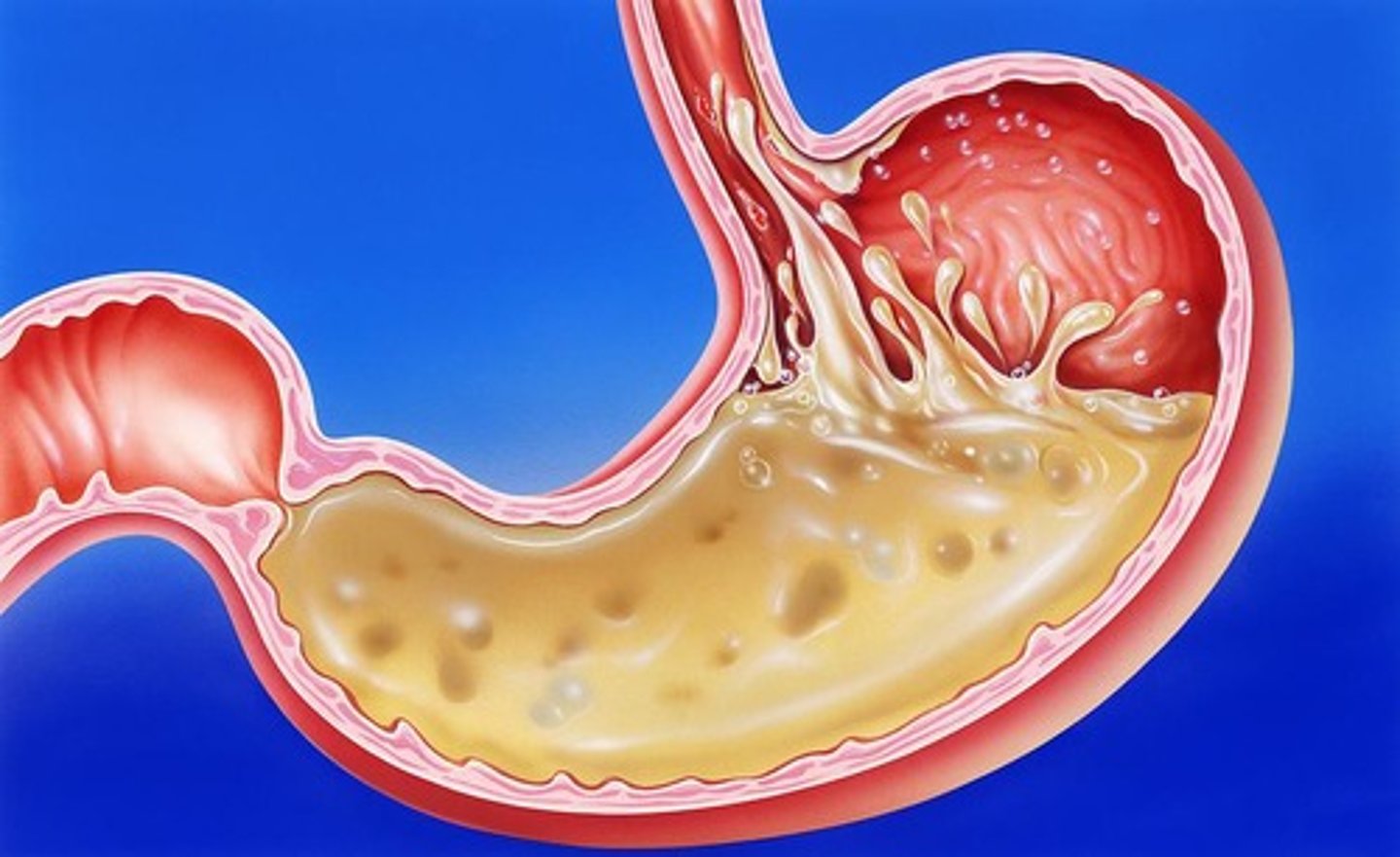 <p>Stores food and performs preliminary digestion with a capacity of about 2 L.</p>