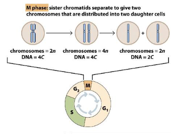 <p>Chromosome and DNA content is defined by:</p>