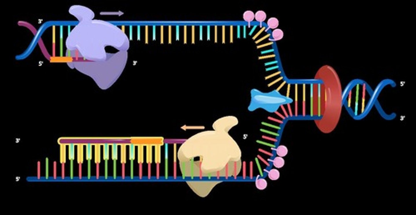 <p>The process of copying genetic information in cells to produce two identical DNA molecules.</p>