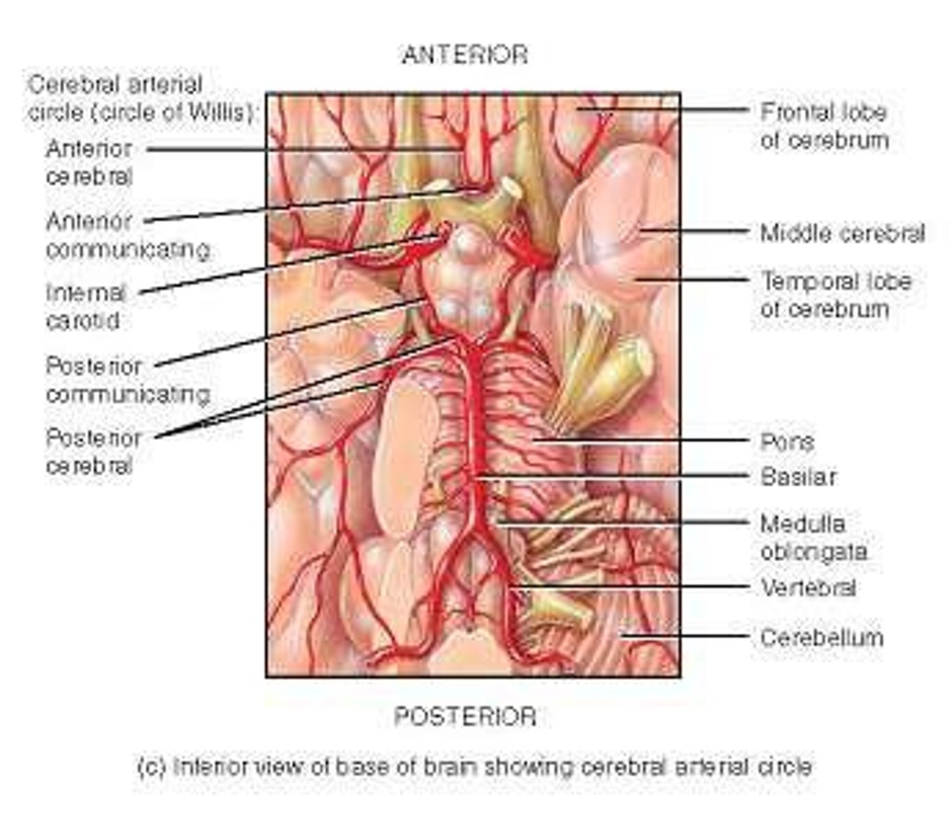 <p>A ring of blood vessels on the inferior surface of the brain that supplies arterial blood rich in oxygen and nutrients.</p>