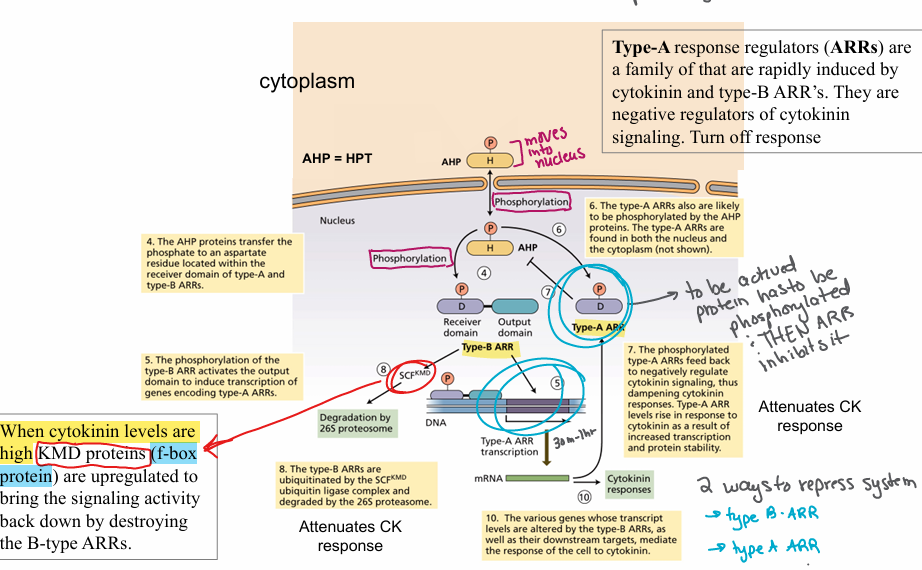 <p>Arabidopsis Response Regulators</p><ul><li><p>Type-B ARR: positive regulators of CK response  (positive)</p></li><li><p>type-A ARR: negative regulator of CK response  (negative)</p><ul><li><p>shuts down transcription pathway</p></li></ul></li></ul><p></p>