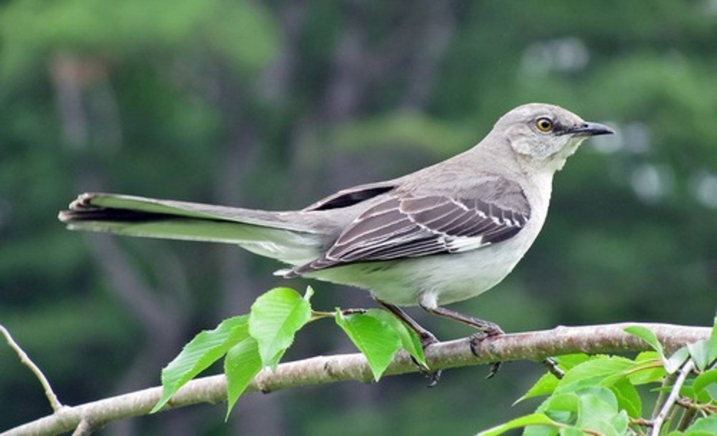<p>thin, same length as magpie (medium), small</p>