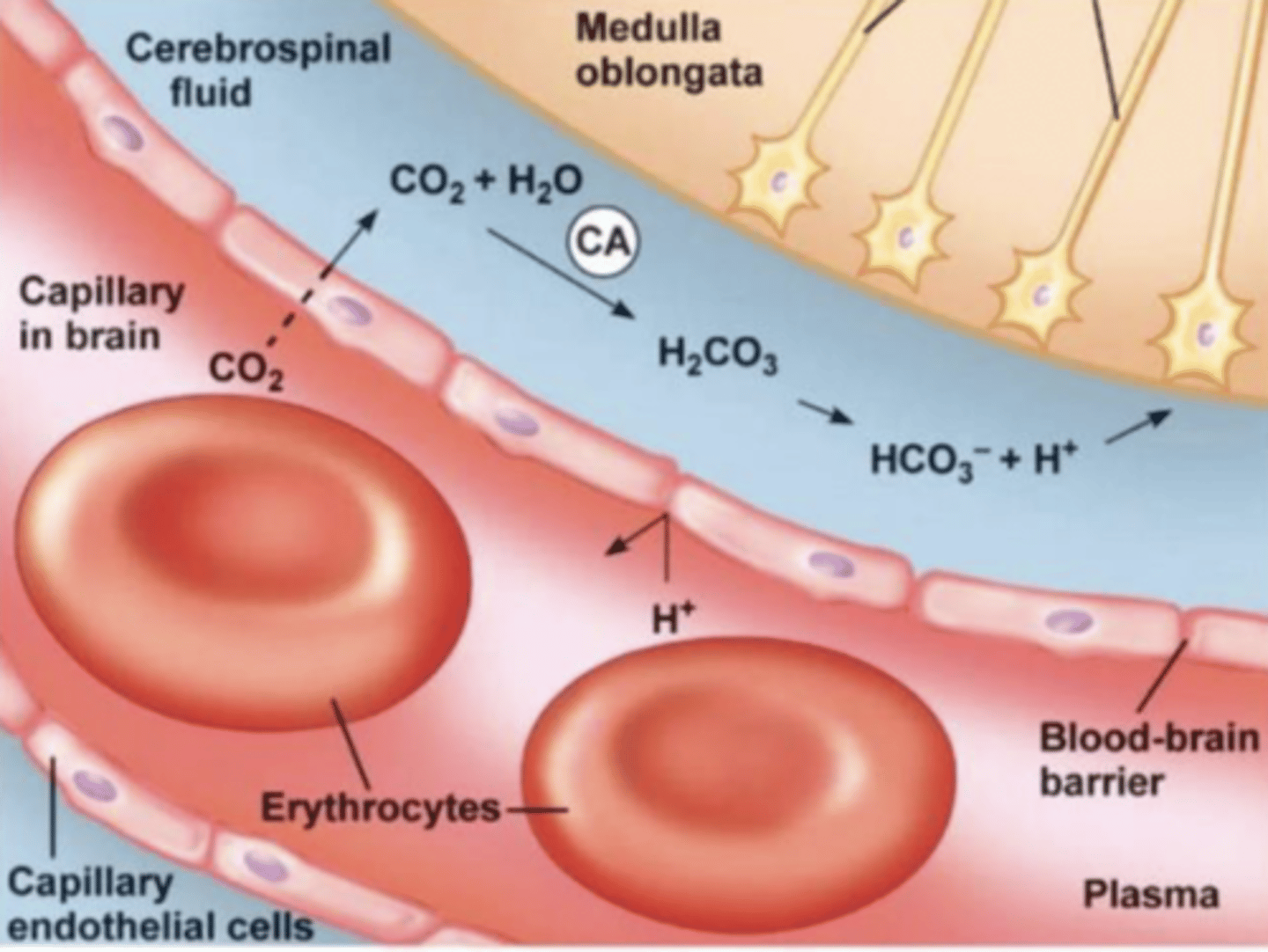 <p>1. CO2 diffuses across the blood-brain barrier (unlike H⁺, which cannot cross)</p><p>2. In CSF: CO2 + H2O → H2CO3 → H⁺ + HCO3⁻ (via carbonic anhydrase).</p><p>3. It's the H⁺ in CSF that stimulates central chemoreceptors.</p>
