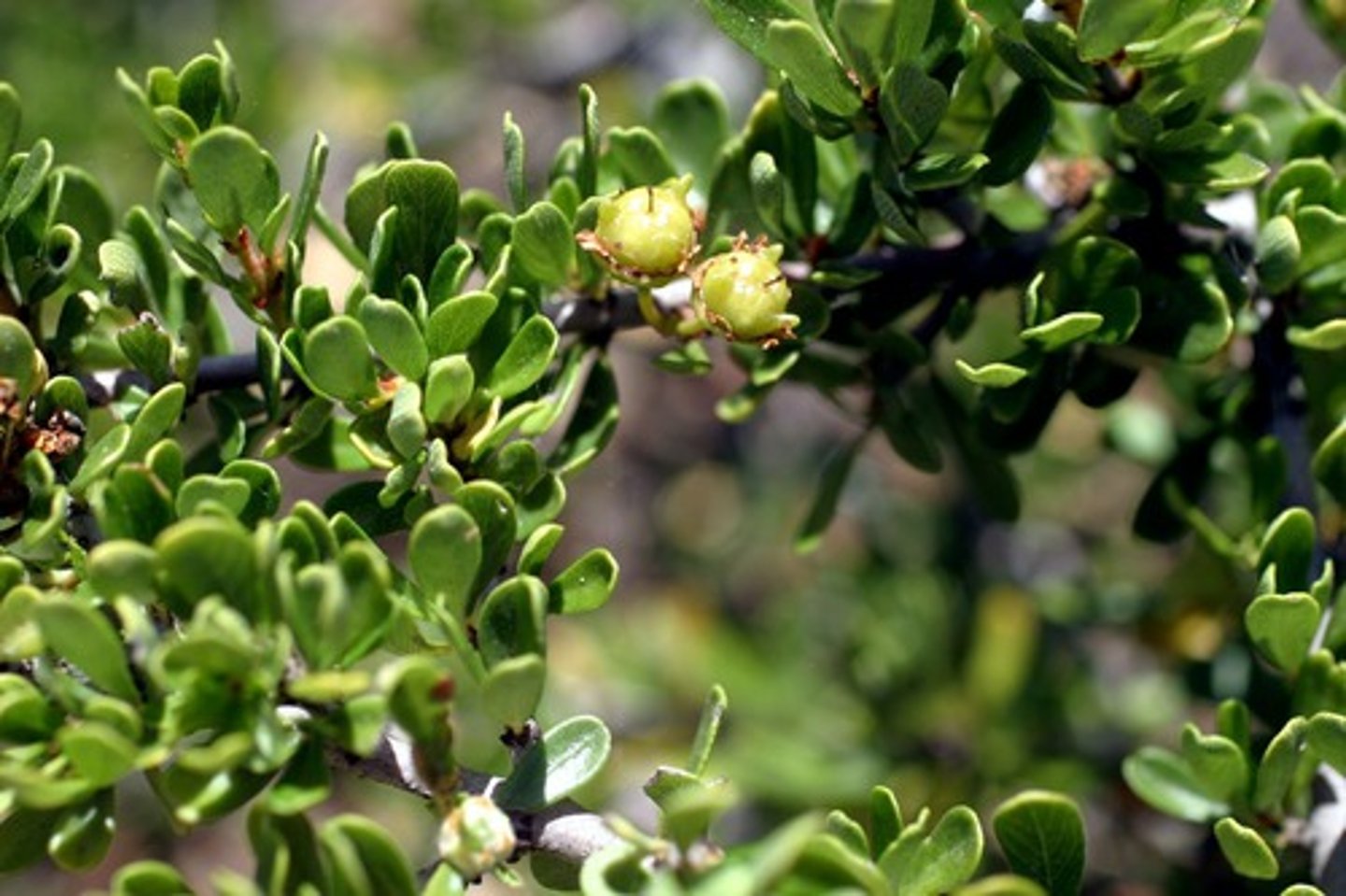 <p>Ceanothus cuneatus (maritime chaparral, chaparral)</p><p>Leaves: Small, opposite, leathery, with entire margins.</p><p>Flowers: Small, fragrant clusters, white to pale blue.</p><p>Ecology: Attracts bees and butterflies.</p><p>Ethnobotany: Used for soap (flowers) and tools (hard wood).</p>