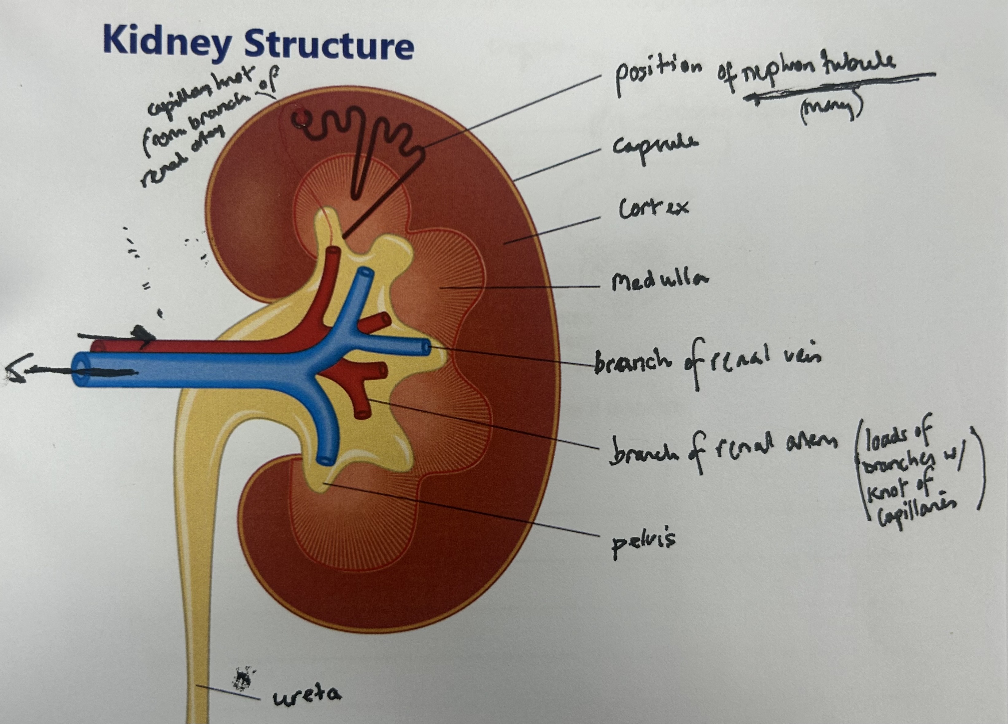 <p>what are the 2 functions of the kidney?</p>