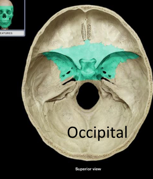 <p>Sphenoid</p>