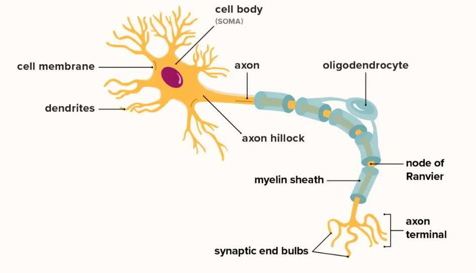 <ul><li><p>a nerve cell, the basic building blocks of the nervous system</p></li></ul><p></p>
