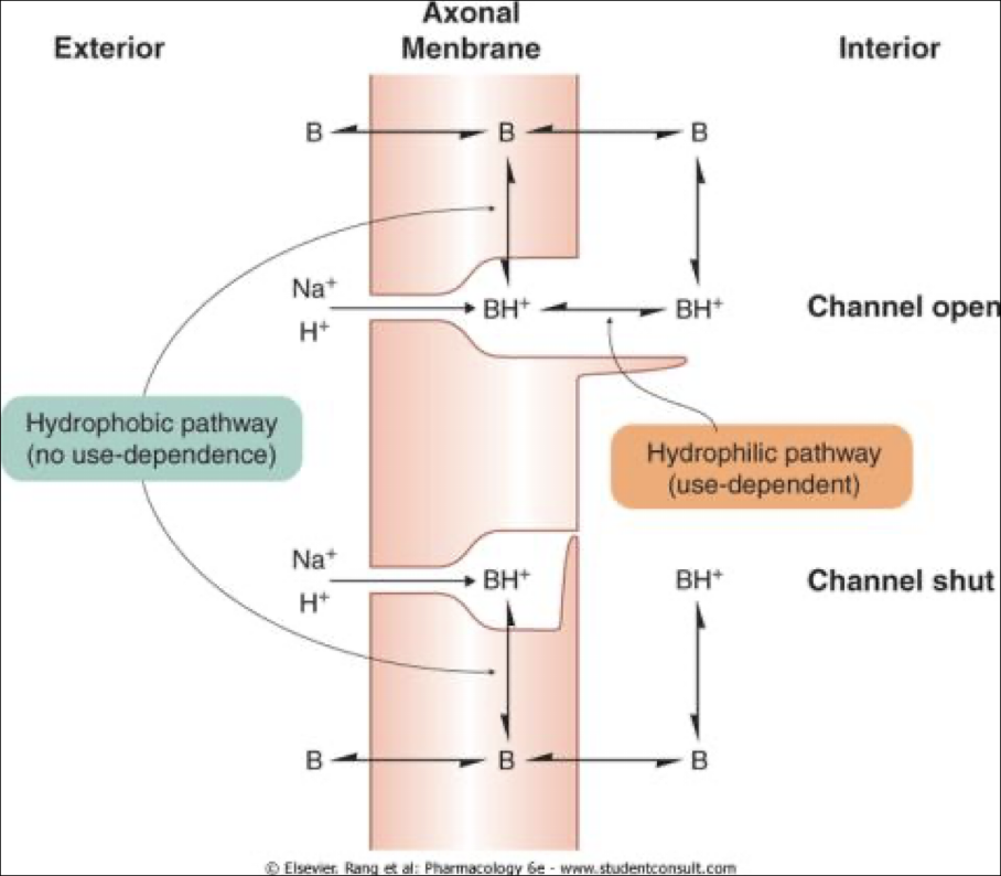 <p>The drug is administered as a free, uncharged base, diffusing through the cell membrane easily (see image)</p><ul><li><p>Is converted into its ACTIVE form (charged) in the cell, and physically&nbsp;blocks the sodium channels from WITHIN the cell</p></li></ul><p></p><p>Specifically targets<strong> afferent nerve&nbsp;fiber</strong>, preventing the transmission of the pain stimulus by blocking the initiation and conduction of action potentials in the fiber.</p><p></p>