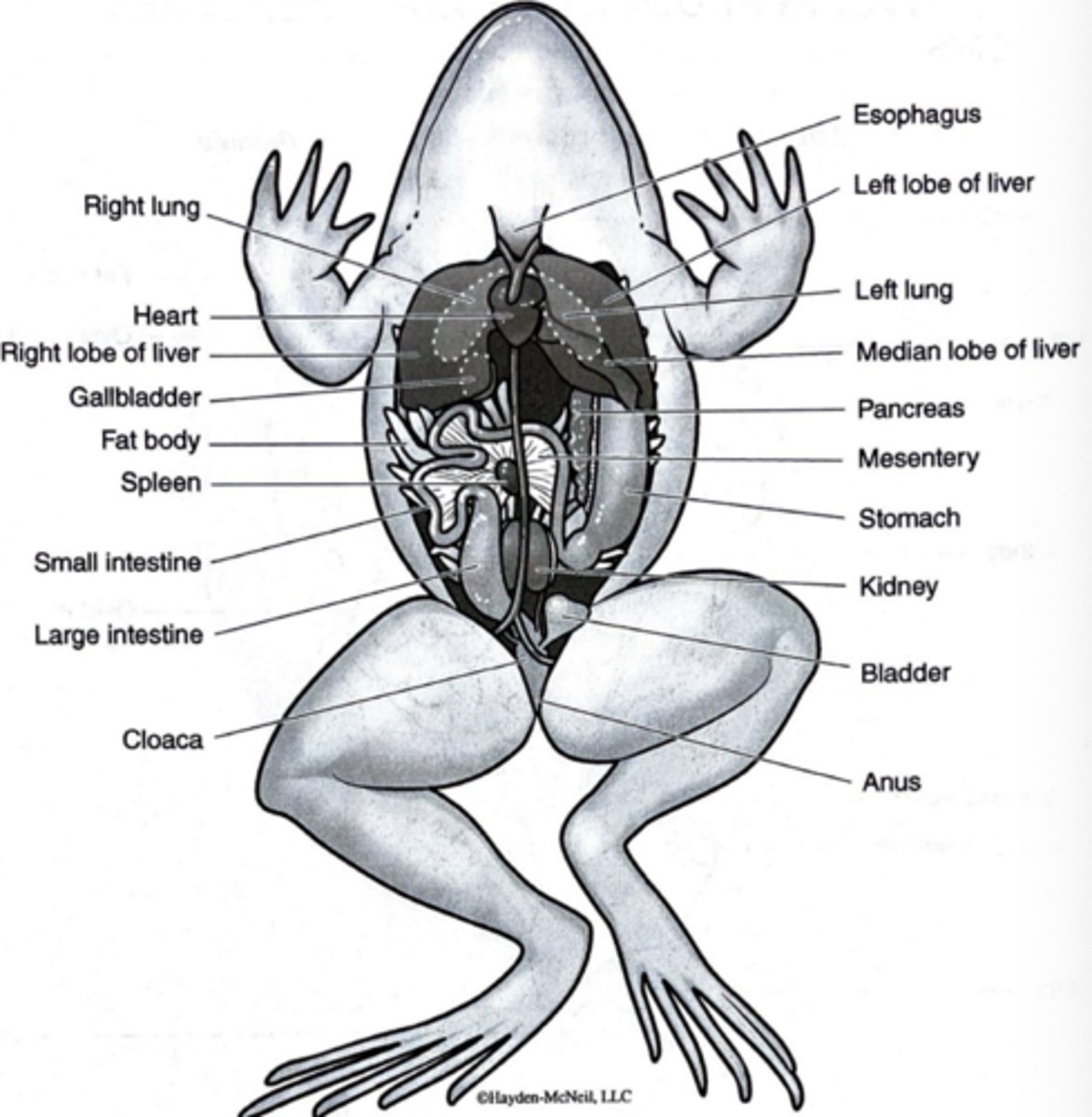 <p>yes ik the frogs internal anatomy</p>