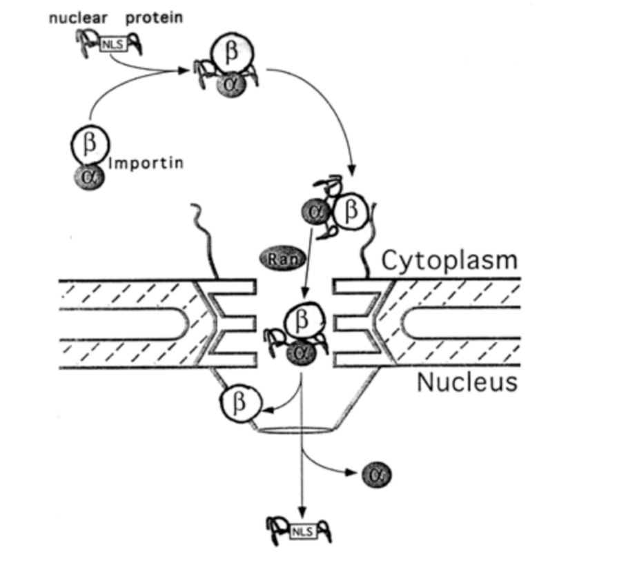 <ol><li><p>alpha subunit of<strong> importin</strong>&nbsp;binds the NLS of the cargo</p></li><li><p>the beta subunit docks at the nuclear pore complex</p><ul><li><p>importins have spots that are hydrophobic and stick to the hydrophobic parts of the net</p></li><li><p>allows the net to open up as it moves in</p></li><li><p>but close again as it moves through</p></li></ul></li><li><p>following transport through the NPC, nuclear ran-GTP causes<strong> dissociation of importin</strong>&nbsp;ffrom NLS-cargo</p></li><li><p>Importin alpha and beta are separately exported<strong> back</strong>&nbsp;into the cytoplasm in a ran-GTP dependent manner</p></li></ol><p><strong>importin beta reversibly interacts with FG repeats of the NPC</strong></p><p></p>