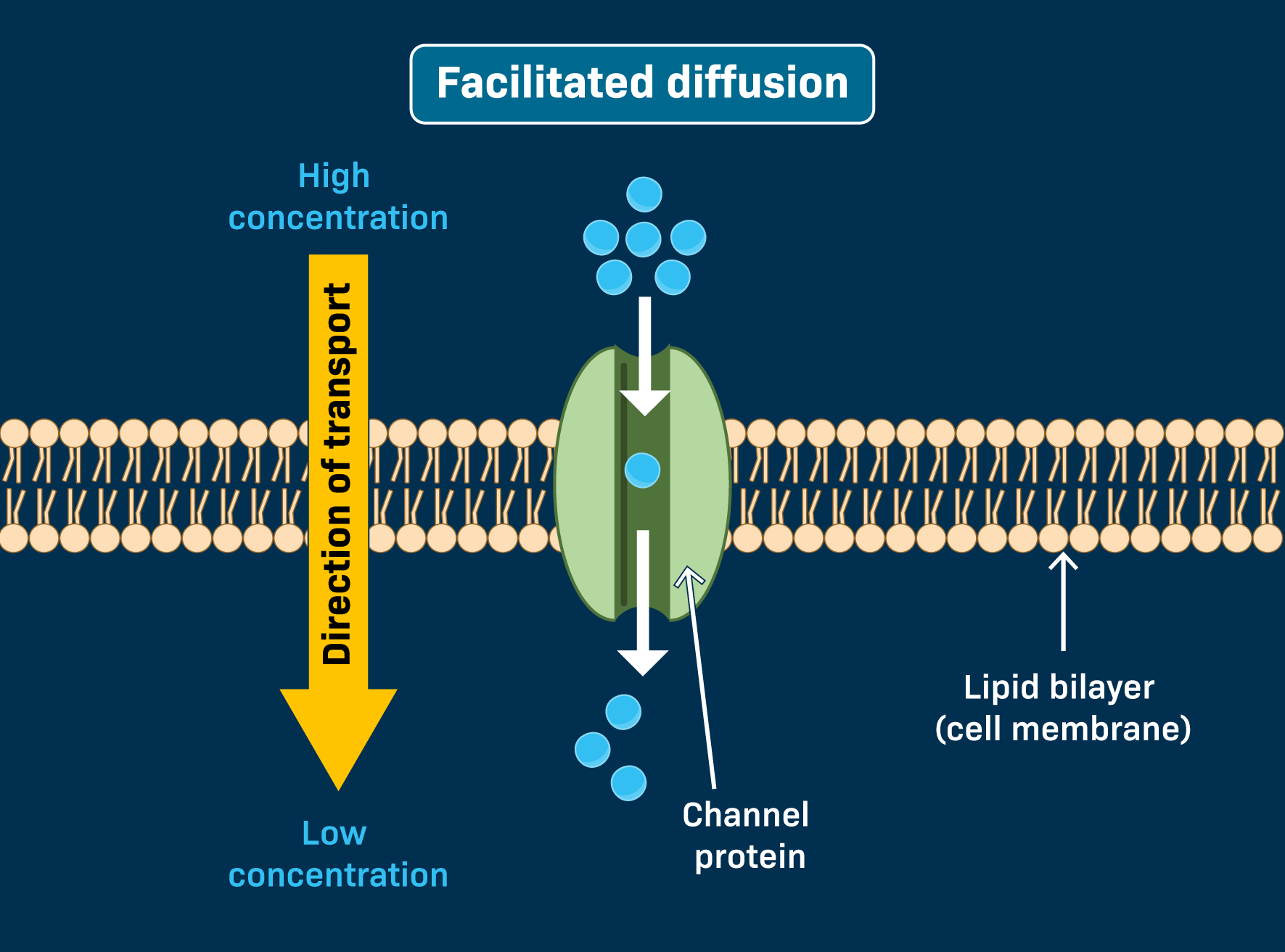 <p>Bigger, hydrophilic molecules (like water and sugar) need to use a protein in the membrane to go through </p>