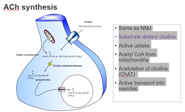 <p>Through <strong>active transport</strong> by <strong>high-affinity choline transporters</strong>.</p>