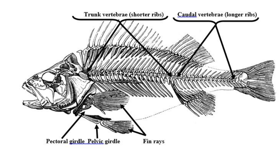 <p>Shorter ribs, bones that make up the upper section of the vertebral column</p>