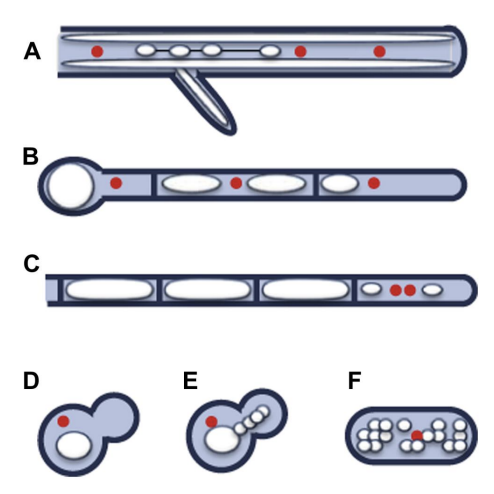 <p>Fungal vacuoles have a wide variety of _<strong> in different species</strong>, reflecting their <strong>ecological specialization</strong></p>