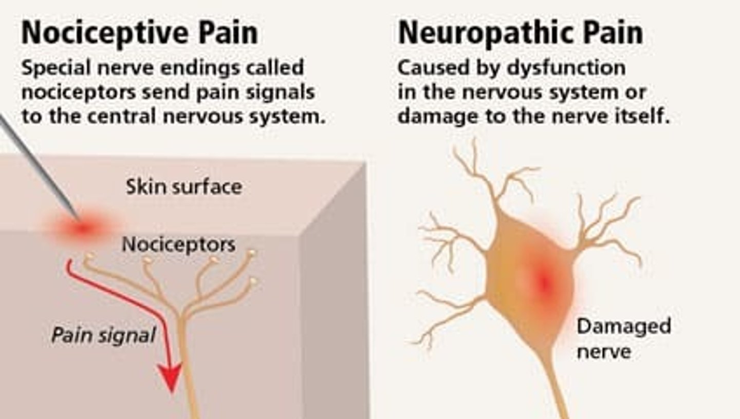 <p>neuropathic:</p><p>- from lesion or disease of somatosensory system</p><p>- central (brain SC) or peripheral</p><p>- does NOT respond well to conventional analgesics</p><p>- feels like: burning, stinging, shooting, electrical</p><p>nociceptive:</p><p>- from ongoing inflammation (signal of injury)</p><p>- visceral (gut) or somatic (pinpoint)</p><p>- responds to conventional analgesics (APAP/NSAIDs)</p><p>- feels like: pressure, stabbing</p>
