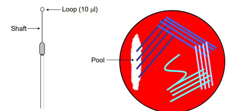 <ol><li><p>swap - create a pool</p></li><li><p>from pool outwards - pool up back down then up…</p></li><li><p>from those lines of streak outwards again and again</p></li></ol><p>Uses:</p><ul><li><p>Growth on Culture Media</p><ul><li><p>The streaking technique is used to grow and isolate microorganisms from a mixed culture on solid agar media, enabling colony isolation</p></li></ul></li><li><p>Automated Streaking</p><ul><li><p>Use of automated equipment to perform streaking, which ensures consistent and reproducible isolation of colonies</p></li><li><p>improving laboratory efficiency and reducing human error</p></li></ul></li></ul><p></p>