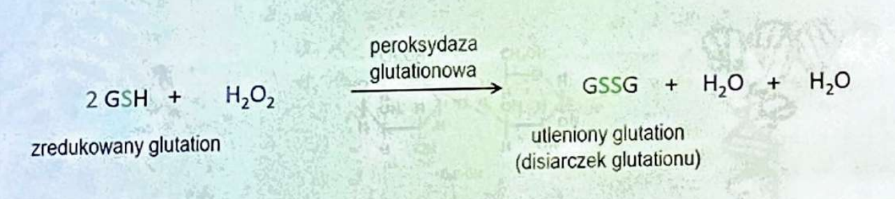 <p>(Oksydoreduktazy)</p><p>Rozkłada nadtlenki, chroniąc komórkę przed stresem oksydacyjnym.</p>