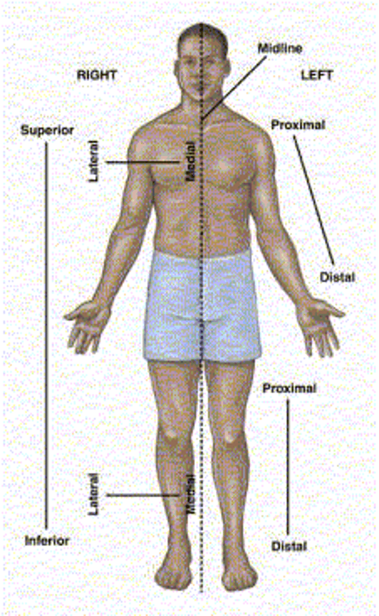 <p>Away from the midline of the body</p>