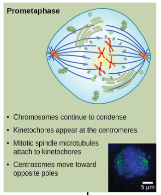 <ul><li><p>Chromosomes continue to condense</p></li><li><p>Kinetochore forms at centromeres</p></li></ul><ul><li><p>Spindle fibers attach to kinetochores</p></li><li><p>Centrosomes move toward opposite poles</p></li></ul><p></p>