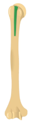 <p>A groove that accommodates a vessel, nerve, or tendon</p>