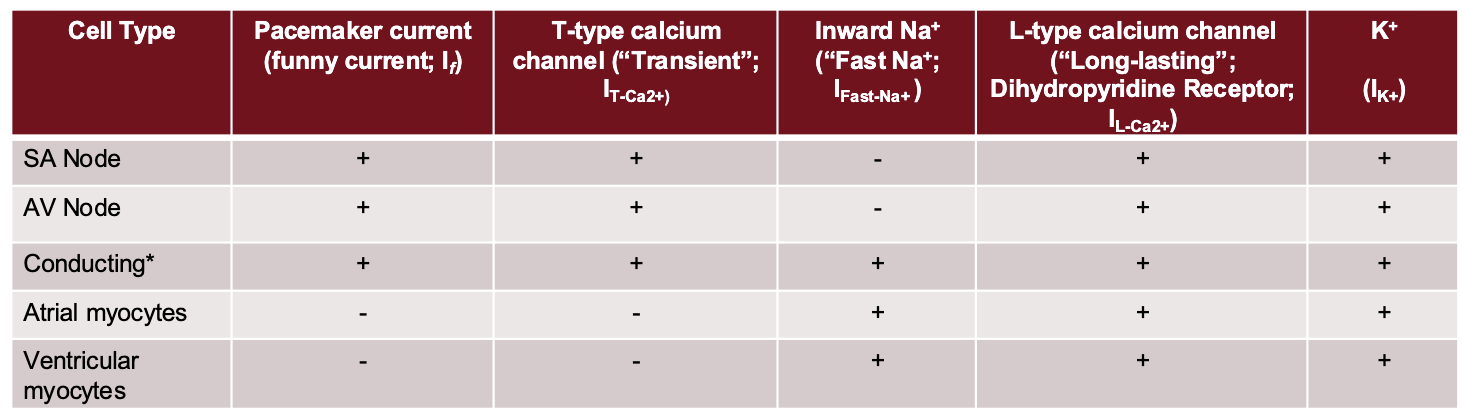 <p>the - indicates minimal/insignificant</p><p></p>