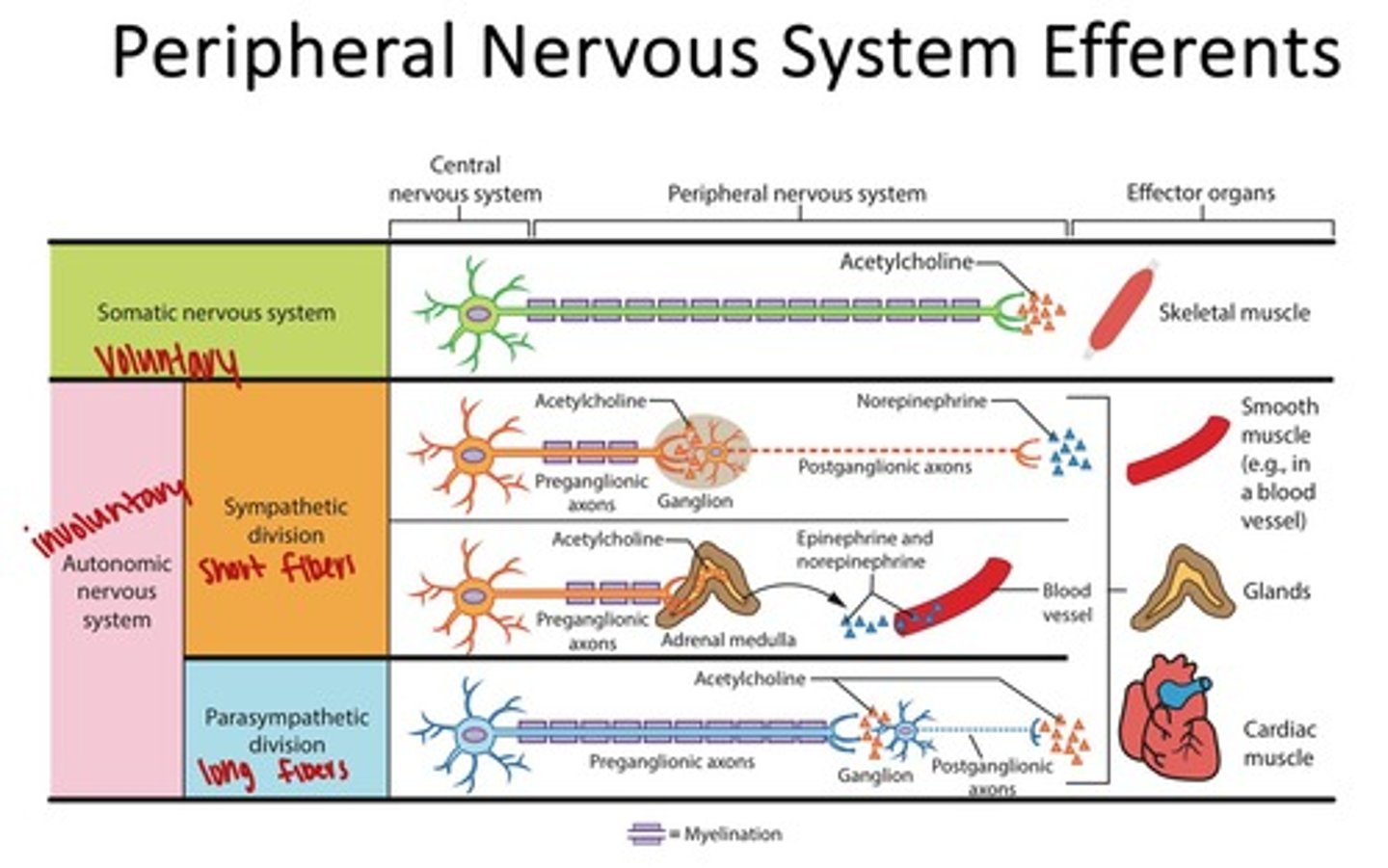 <p>Afferent signals carry information to the brain from sensory receptors.</p>