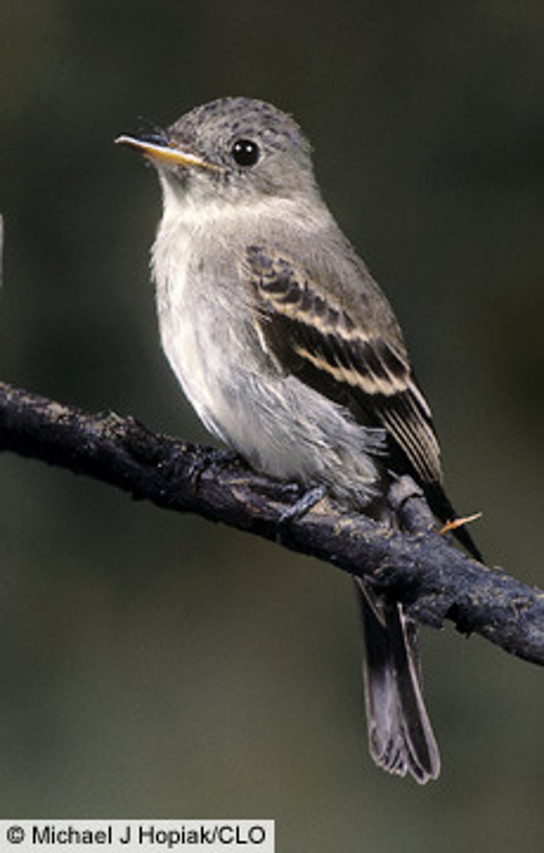 <p>Passeriformes</p><p>relatively broad whitish wingbars, dusky gray vest</p>