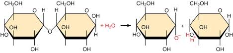 <p>hydrolysis</p>