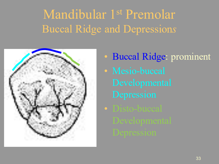 <ul><li><p><span style="color: blue">1 = Buccal Ridge</span></p></li><li><p>2 (Light Blue) = Mesio-buccal Developmental Depression</p></li><li><p><span style="color: green">3 = Disto-buccal Developmental Depression</span></p></li></ul>