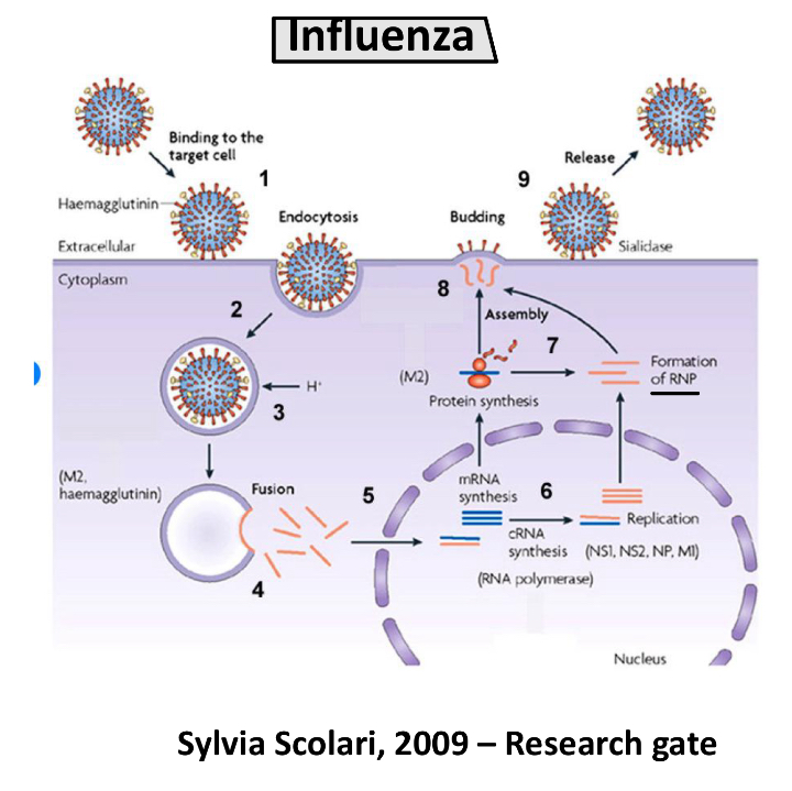 <p><strong>Viruses replicate by injecting their genetic material </strong>(DNA or RNA) <strong>into a host cell.</strong></p><ul><li><p>Hijack the host's cellular machinery, <strong><mark data-color="green" style="background-color: green; color: inherit;">including ribosomes and enzymes, to produce viral proteins and new viral genetic material,</mark></strong> <strong>effectively 'borrowing' the host's protein production machinery</strong> to create new virus particles.</p></li></ul><p></p>