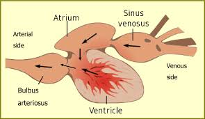 <p>fish have 2-chambered hearts: one atrium + one ventricle</p><p><u>Fish have 4 sequential structures:</u></p><ol><li><p><strong>Sinus Venosus</strong> – receives deoxygenated blood</p><ul><li><p>Very little contraction; blood enters due to <strong>ventricular pressure</strong></p></li><li><p>Blood passes through <strong>sinoatrial aperture</strong> (2 unidirectional valves)</p></li></ul></li><li><p><strong>Atrium</strong> – thin-walled muscular chamber</p><ul><li><p>receives blood from sinus venosus to push to ventricle</p></li></ul></li><li><p><strong>Ventricle</strong> – thick-walled major pump</p><ul><li><p>Main force for fish circulation</p></li><li><p>Sends blood to the conus arteriosus</p></li></ul></li><li><p><strong>Conus Arteriosus</strong> – leads blood to the gills</p><ul><li><p>Has <strong>cardiac muscle + elastic CT</strong></p></li><li><p>Contains <strong>semilunar valves</strong> to prevent backflow</p></li><li><p><strong>Large</strong> in cartilaginous fishes; <strong>short</strong> in teleosts</p></li></ul></li></ol><p></p>