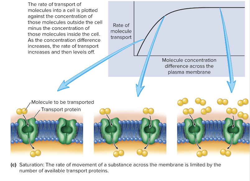 <p>rate of movement of the molecule is limited by the number of transport proteins</p>