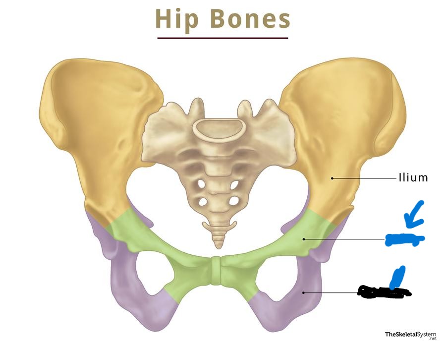 <p>What is this part of the pelvis called?</p>