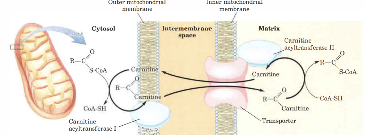 <ol><li><p>Fettsyra bildar en <strong>tioester</strong> med CoA för att bilda fett-acyl-CoA (acyl-CoA syntetas). </p></li><li><p>Karnitin binder in för att bilda <strong>fett-acylkarnitin. </strong>Katalys av <strong>karnitin-acyltransferas I. </strong>CoA utgår. </p></li><li><p>Det diffunderar över membranet med faciliterad diffusion; <strong>karnitin-acylkarnitin-translokas (CACT, antiport)</strong>. </p></li><li><p>I matrix kommer det återbildas fett-acyl-CoA med <strong>karnitin-acyltransferas II</strong>. </p></li></ol>