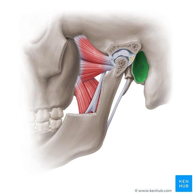<p>Identify the bone.</p>