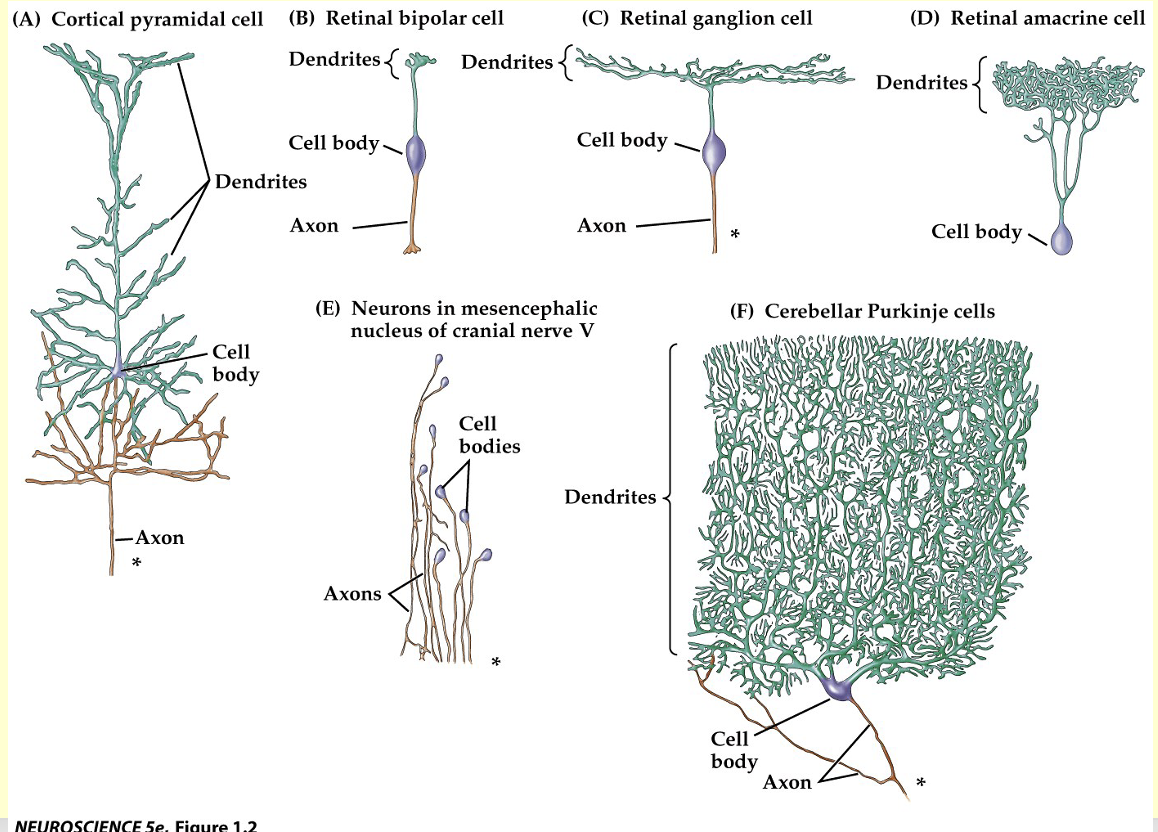 Neurons have a different shape -> different function 
You don’t have to know the names but its important that you can the complexity of the dendrites has an influence on how the information is received and processed 