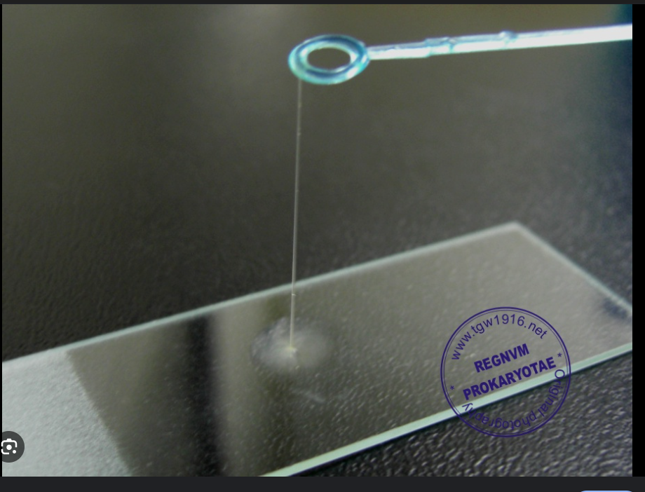 <p>Gram Negative Bacteria only will give a postiive KOH test </p>