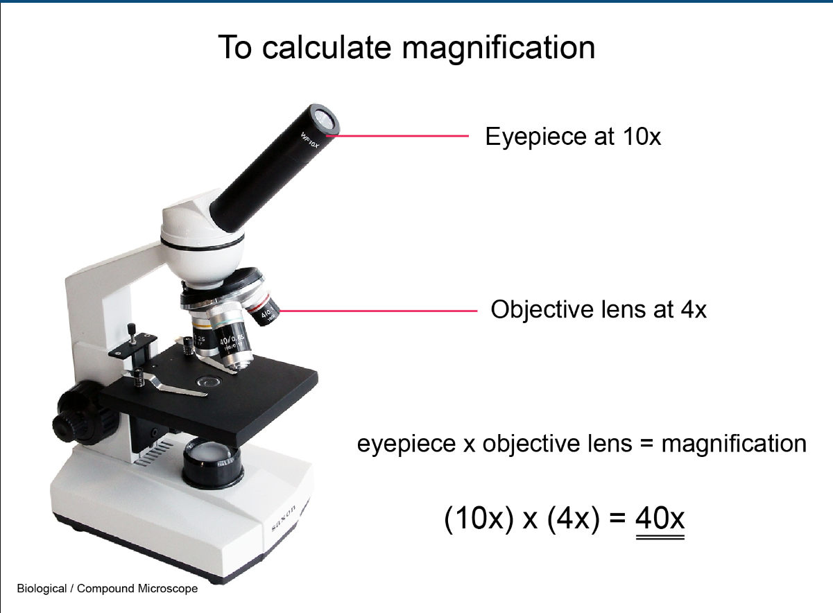 <p>Ocular lens times Objective Lens </p>